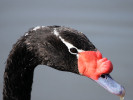 Black-Necked Swan (WWT Slimbridge 20) - pic by Nigel Key